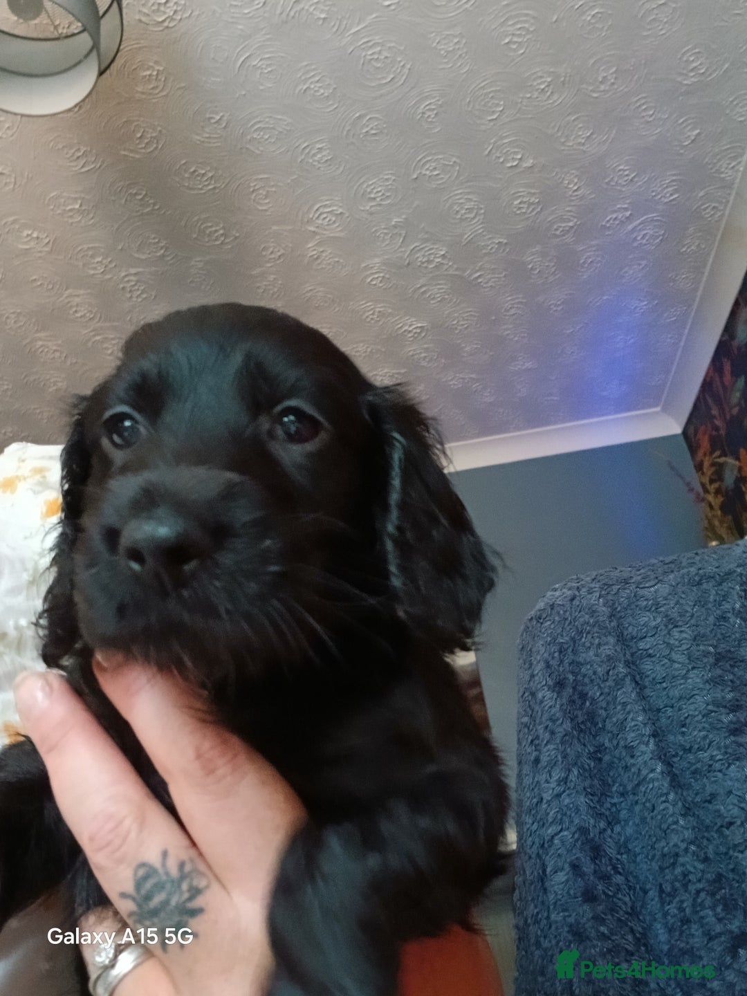 Cocker Spaniel dogs for sale: Gorgeous cocker spaniel pups for sale - Image 9
