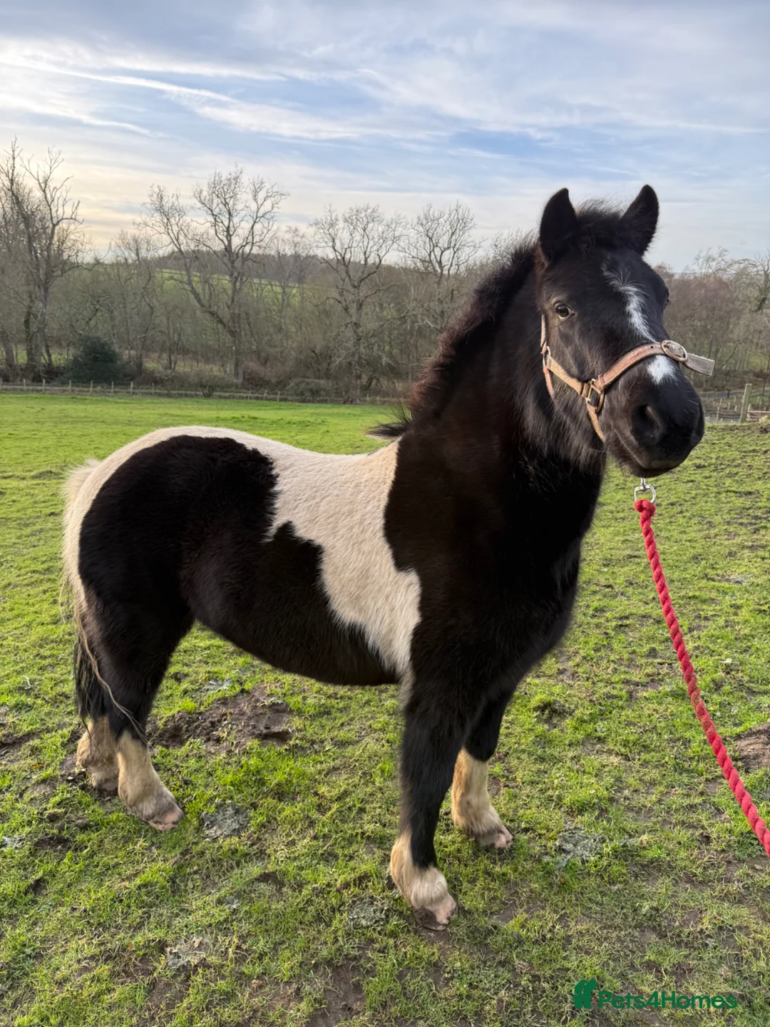 Dartmoor horses for sale: Bramble 3yrs 12.1 piebald unbroken pony - Advert 1