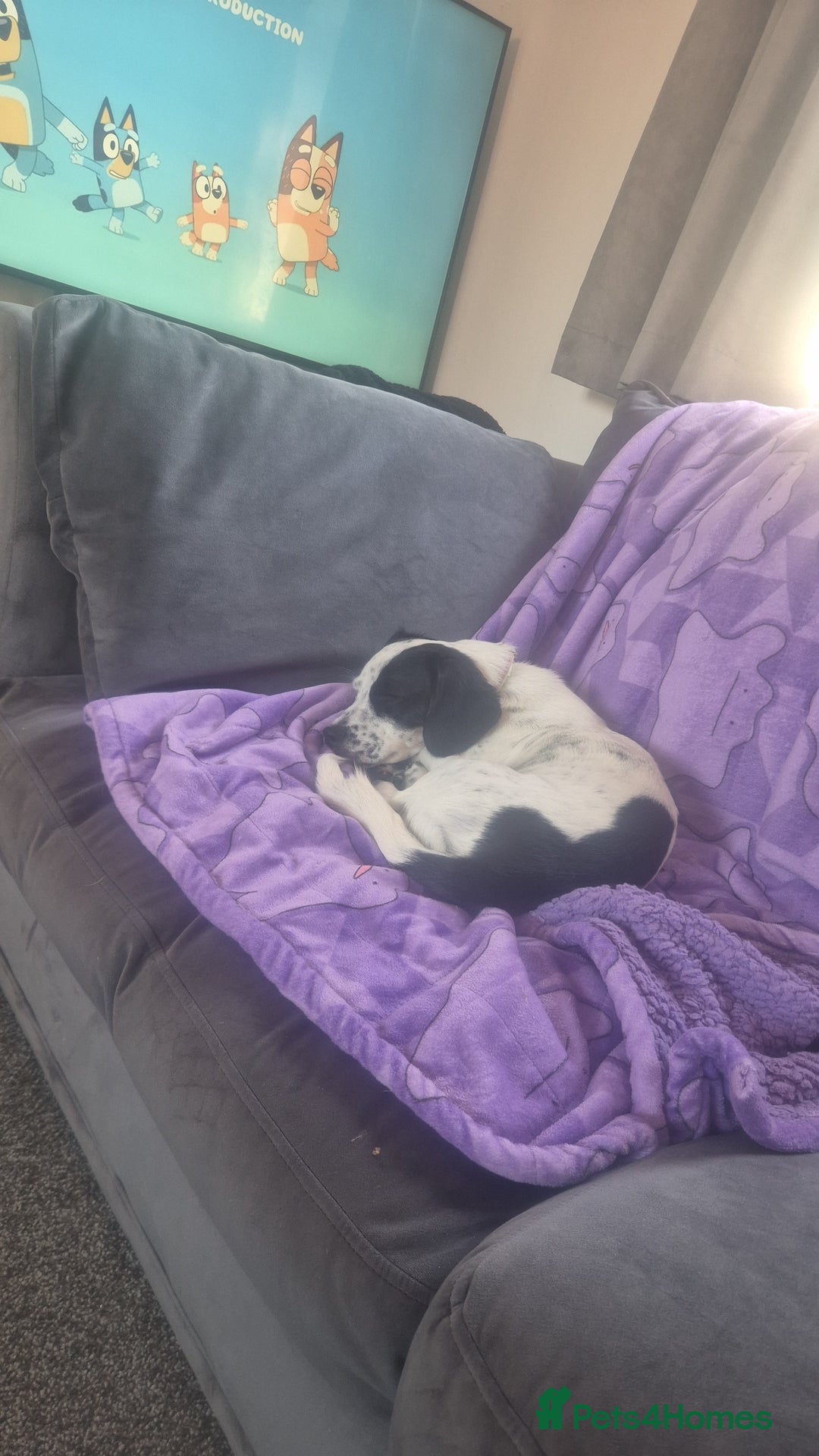Mixed Breed dogs for sale: Mixed breed 1 year and 4 months old - Image 4