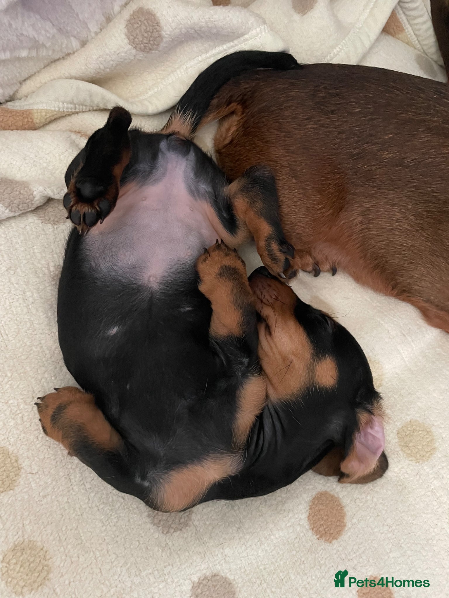 Miniature Dachshund dogs for sale: Female miniature dachshund for sale - Advert 6