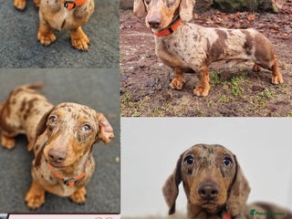 Miniature Dachshund dogs 🤎Albert🤎 in Newport - Advert 3