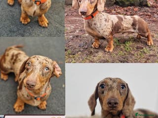 Miniature Dachshund dogs 🤎Albert🤎 in Newport - Advert 21