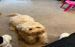 Cockapoo dogs for sale: Adorable 1-Year-Old Cockapoo Puppy for Sale - Image 3