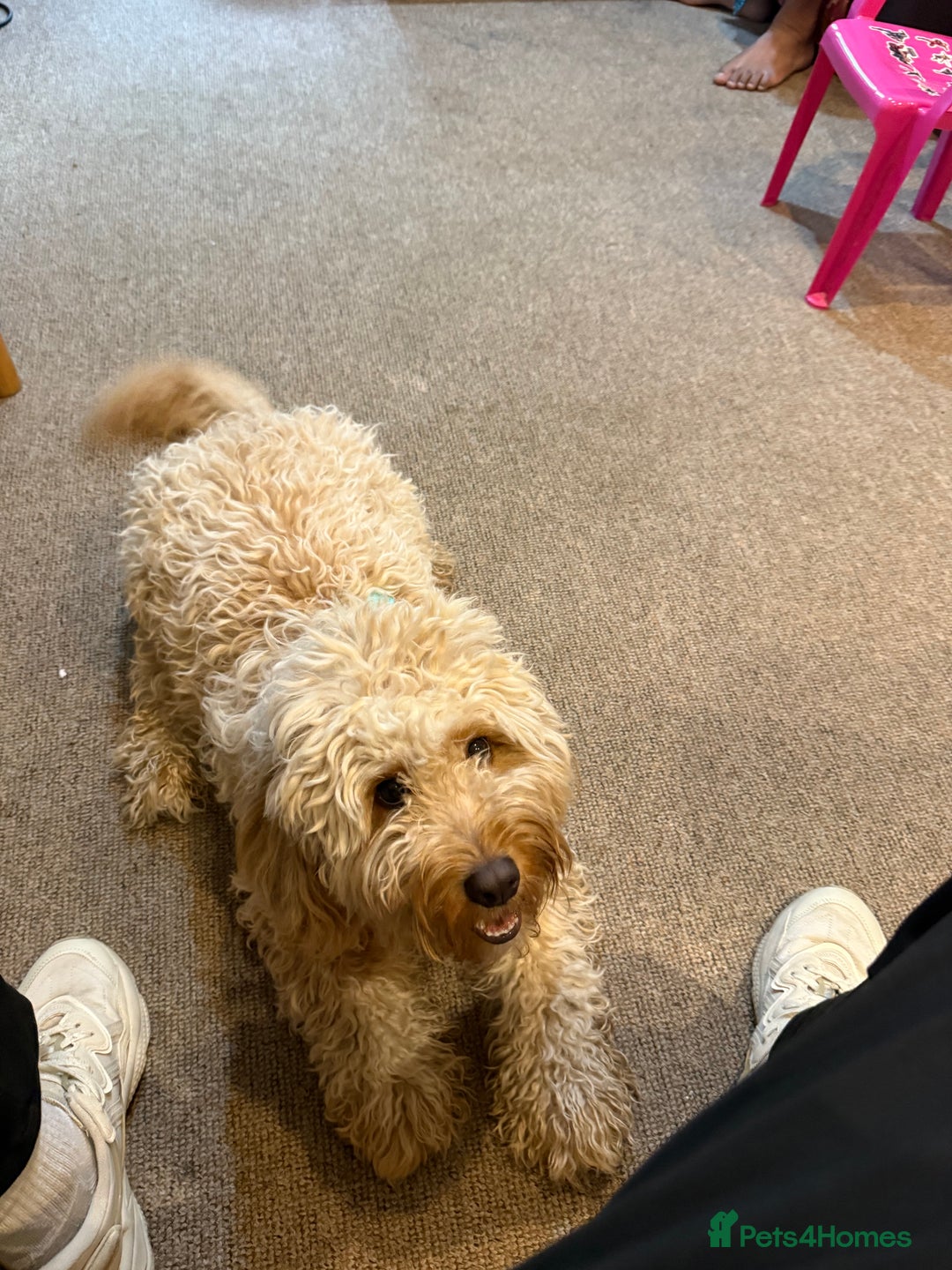 Cockapoo dogs for sale: Adorable 1-Year-Old Cockapoo Puppy for Sale - Image 3