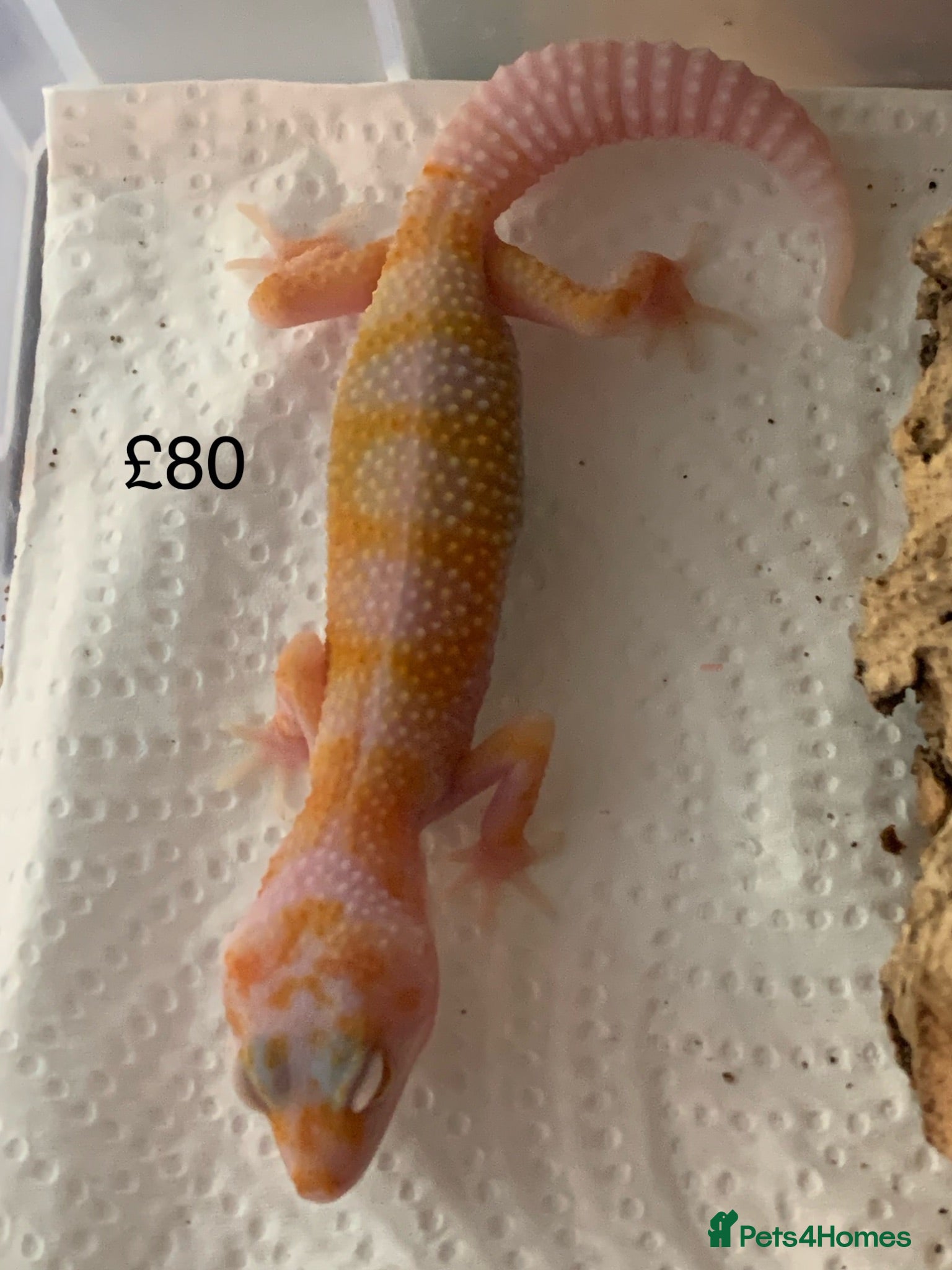 Leopard Gecko reptiles Albino leopard geckos cb26 - Advert 3