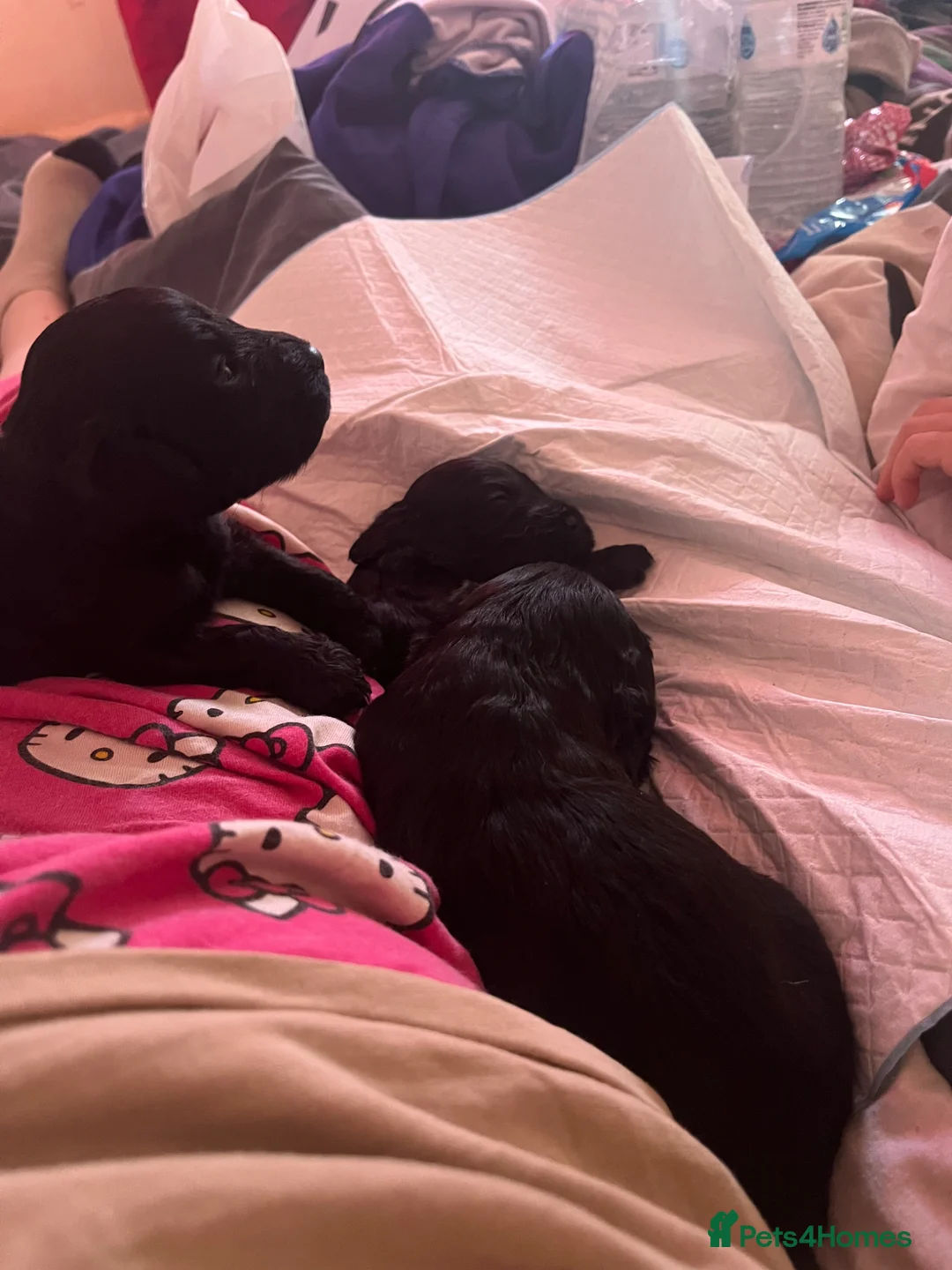 Toy Poodle dogs for sale: These beautiful pups need new homes  in Downham Market - Advert 2
