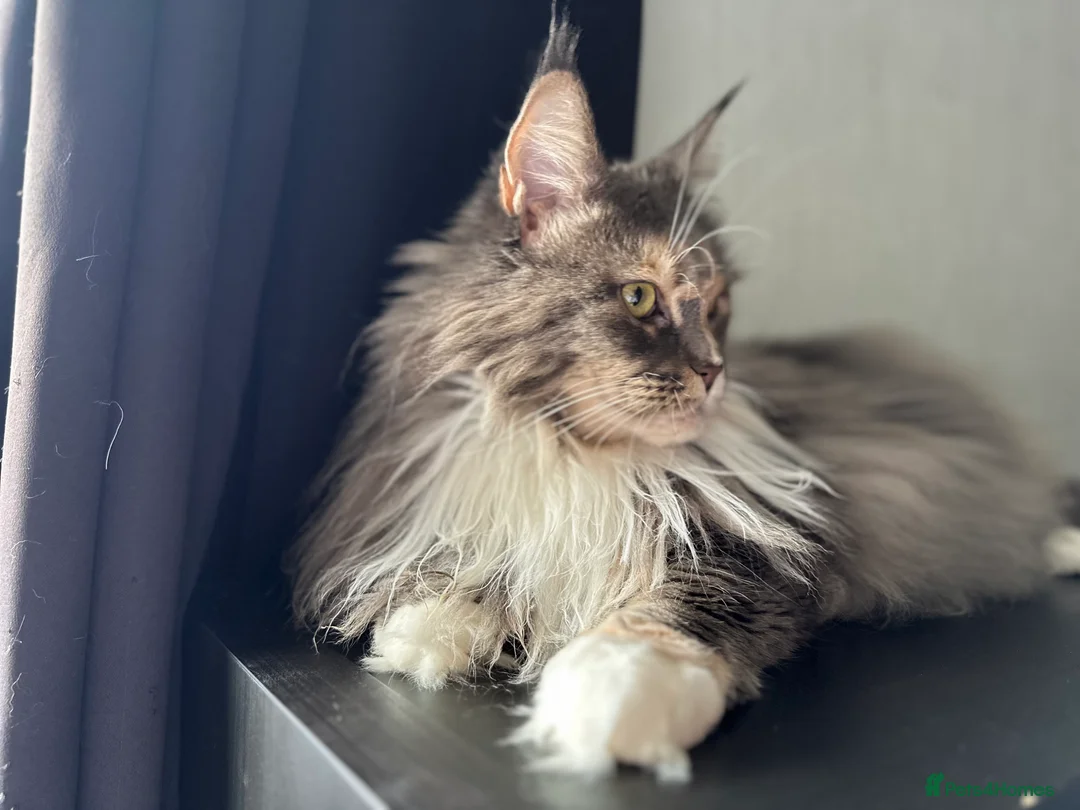 Maine Coon cats for sale: Tortie maine coon female TICA registered available - Advert 17