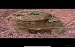 English Bulldog dogs for sale: 6 beautiful DWKC pups for sale  - Image 2