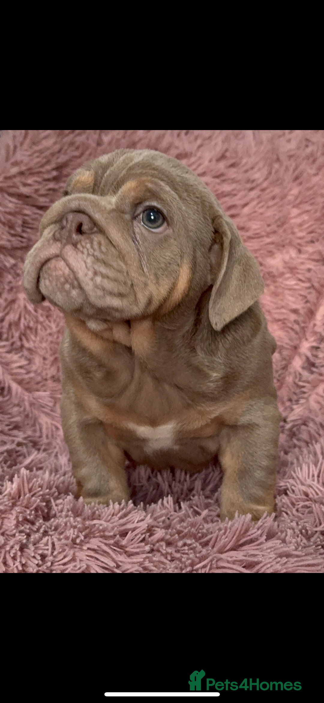 English Bulldog dogs for sale: 6 beautiful DWKC pups for sale  - Image 2