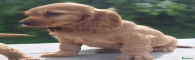 Cocker Spaniel 2