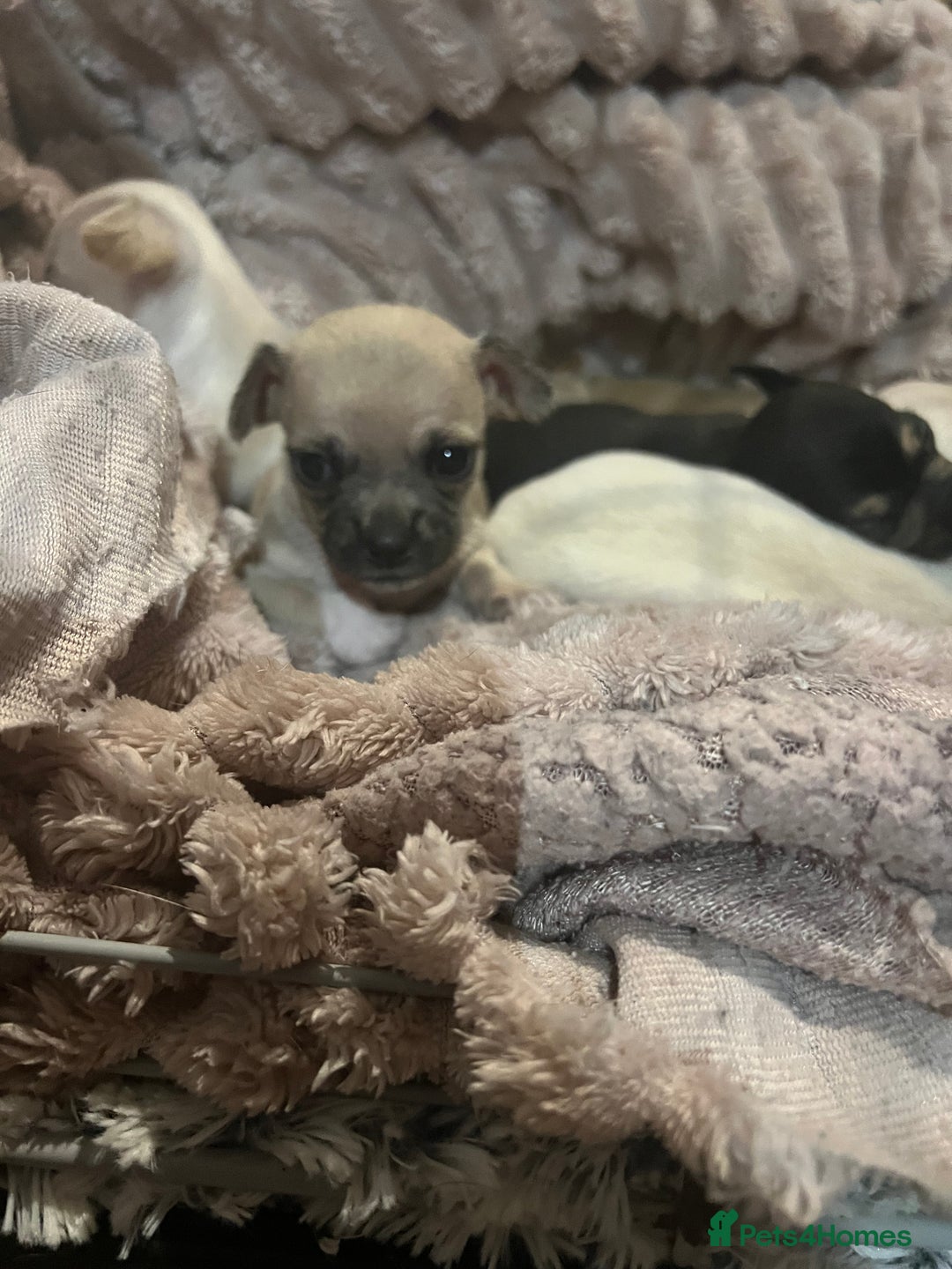 Chihuahua dogs for sale: Beautiful short hair chihuahua  - Advert 11