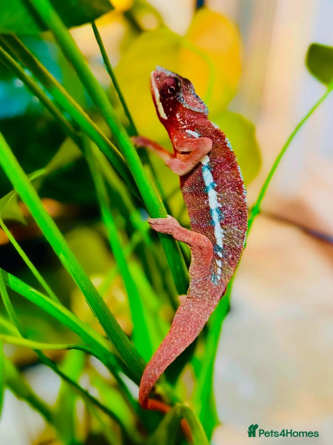 Chameleon reptiles for sale: Chameleons ambilobe - Advert 4