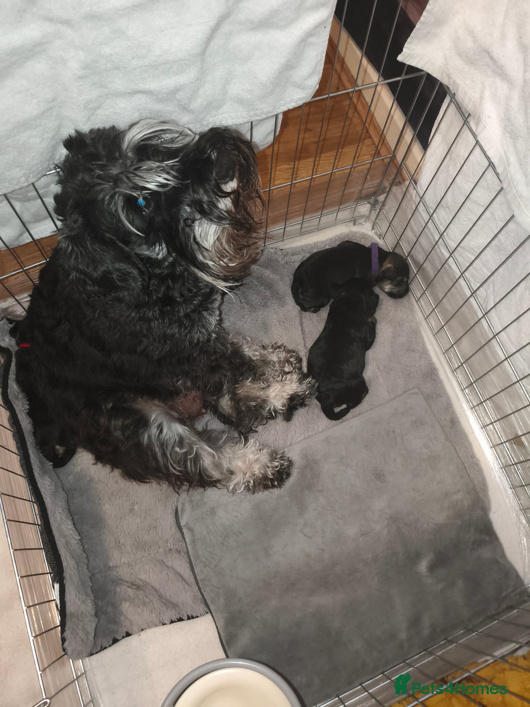 Miniature Schnauzer dogs for sale: Charming Mini Schnauzers with KC registration - Image 8