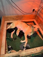 Labrador Retriever dogs - Advert 10