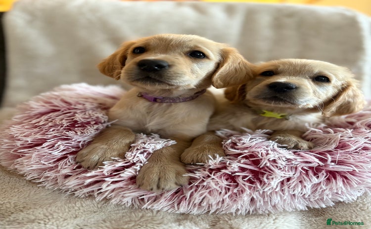 Golden Retriever dogs - Advert 2