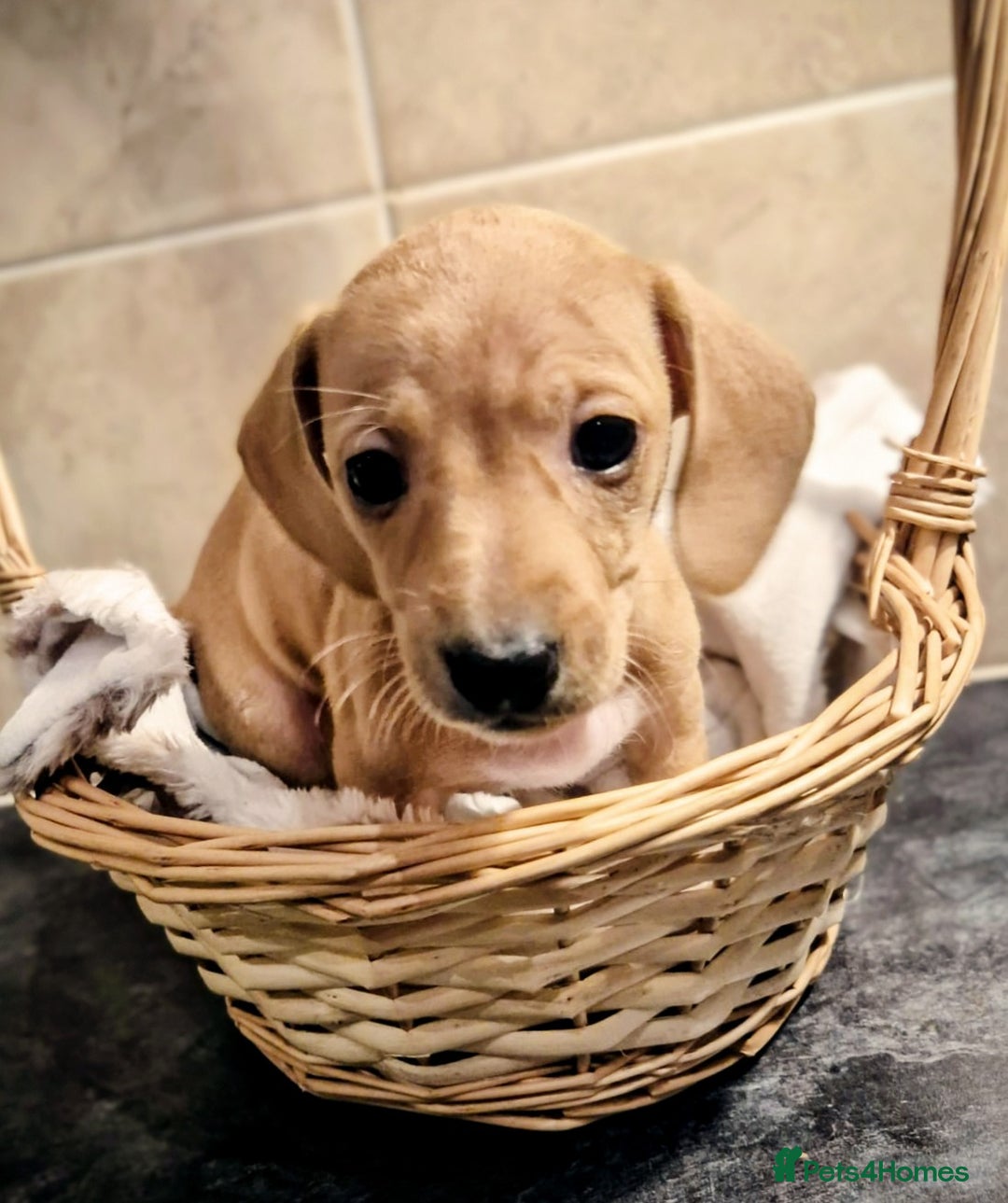 Miniature Dachshund dogs for sale: Miniature Dachshund puppies  - Advert 7