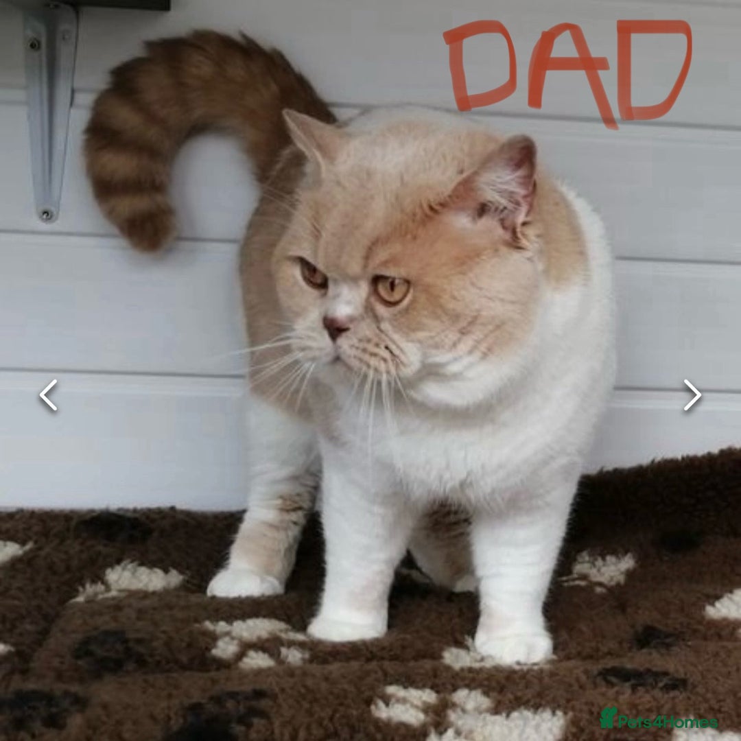 British Shorthair cats for sale: BEAUTIFUL BRITISH SHORT AND LONG HAIR KITTENS - Image 15