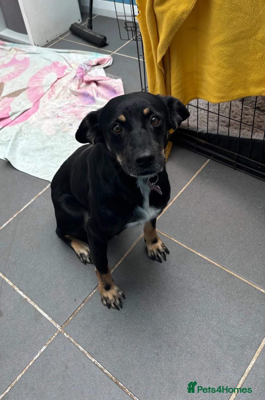 Mixed Breed dogs for adoption: Stella 🩷 in Dorchester - Advert 1