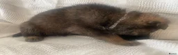 German Shepherd dogs for sale: GERMAN SHEPHERD PUPS WORKING LINE in Wigan - Advert 15