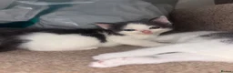 Mixed Breed cats for sale: Male kittens  - Advert 7