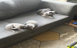 British Shorthair cats for sale: British Shorthair Kittens Available - Image 9