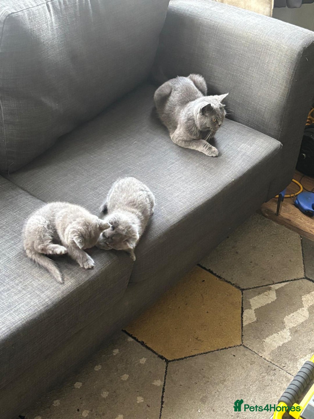 British Shorthair cats for sale: British Shorthair Kittens Available - Image 9