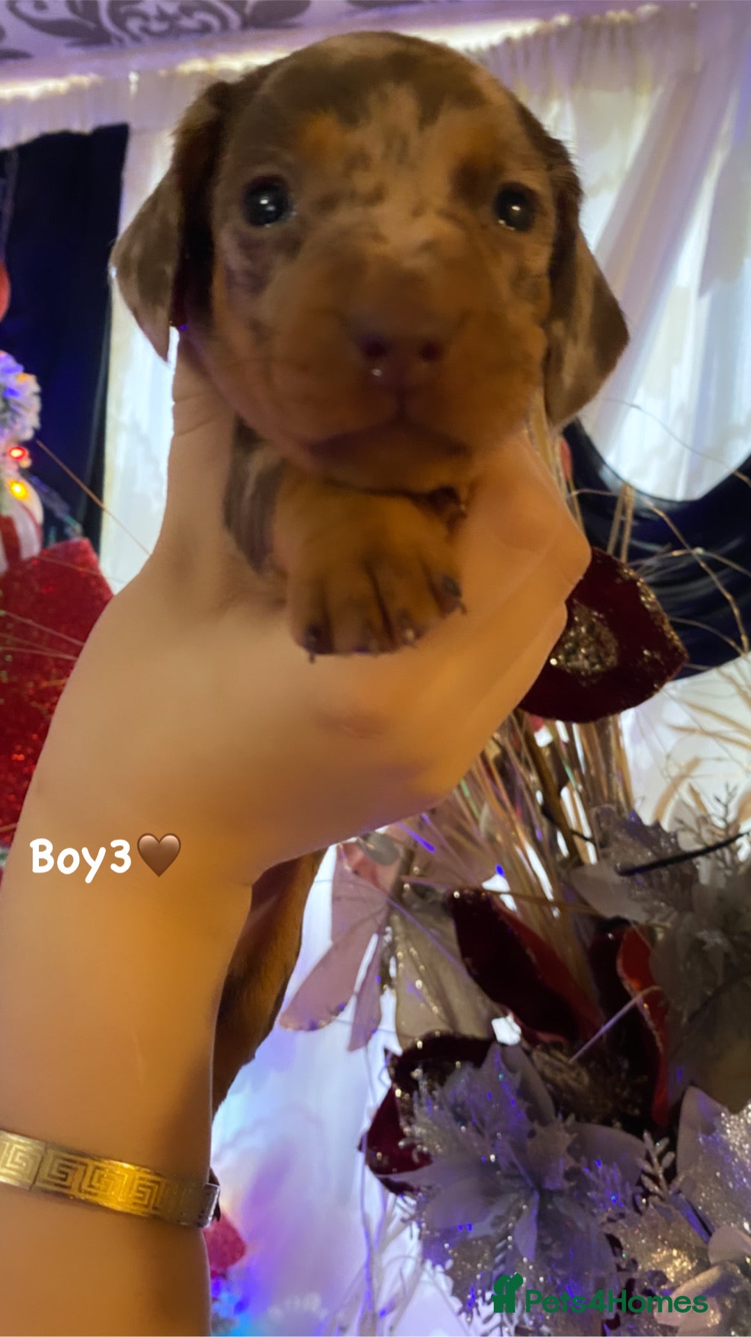 Miniature Dachshund dogs for sale: Miniature dachshund puppies available! - Advert 7