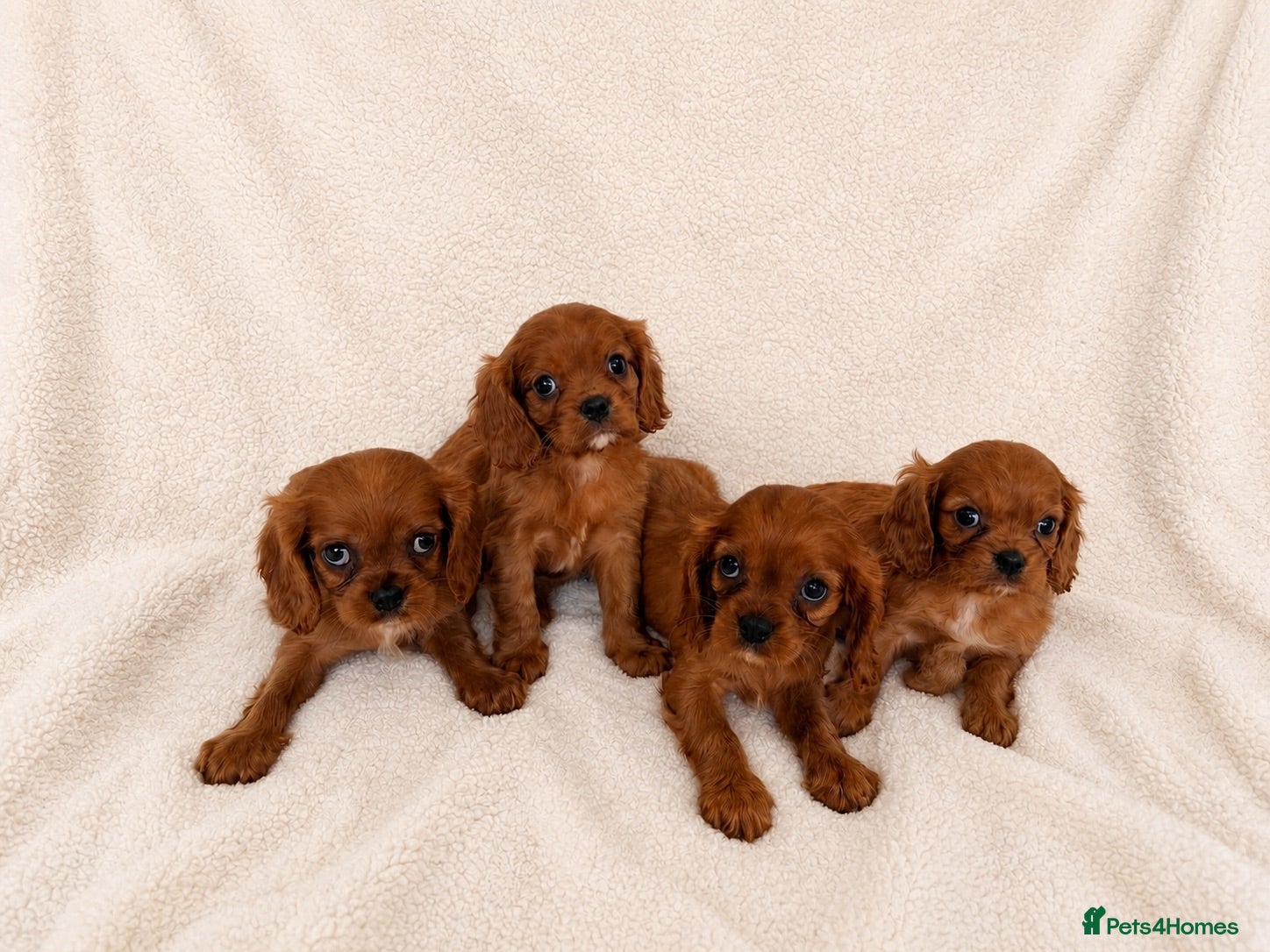 Cavalier King Charles Spaniel dogs KC reg King Charles cavaliers puppy’s health test - Advert 7