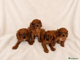 Cavalier King Charles Spaniel dogs KC reg King Charles cavaliers puppy’s health test - Advert 5