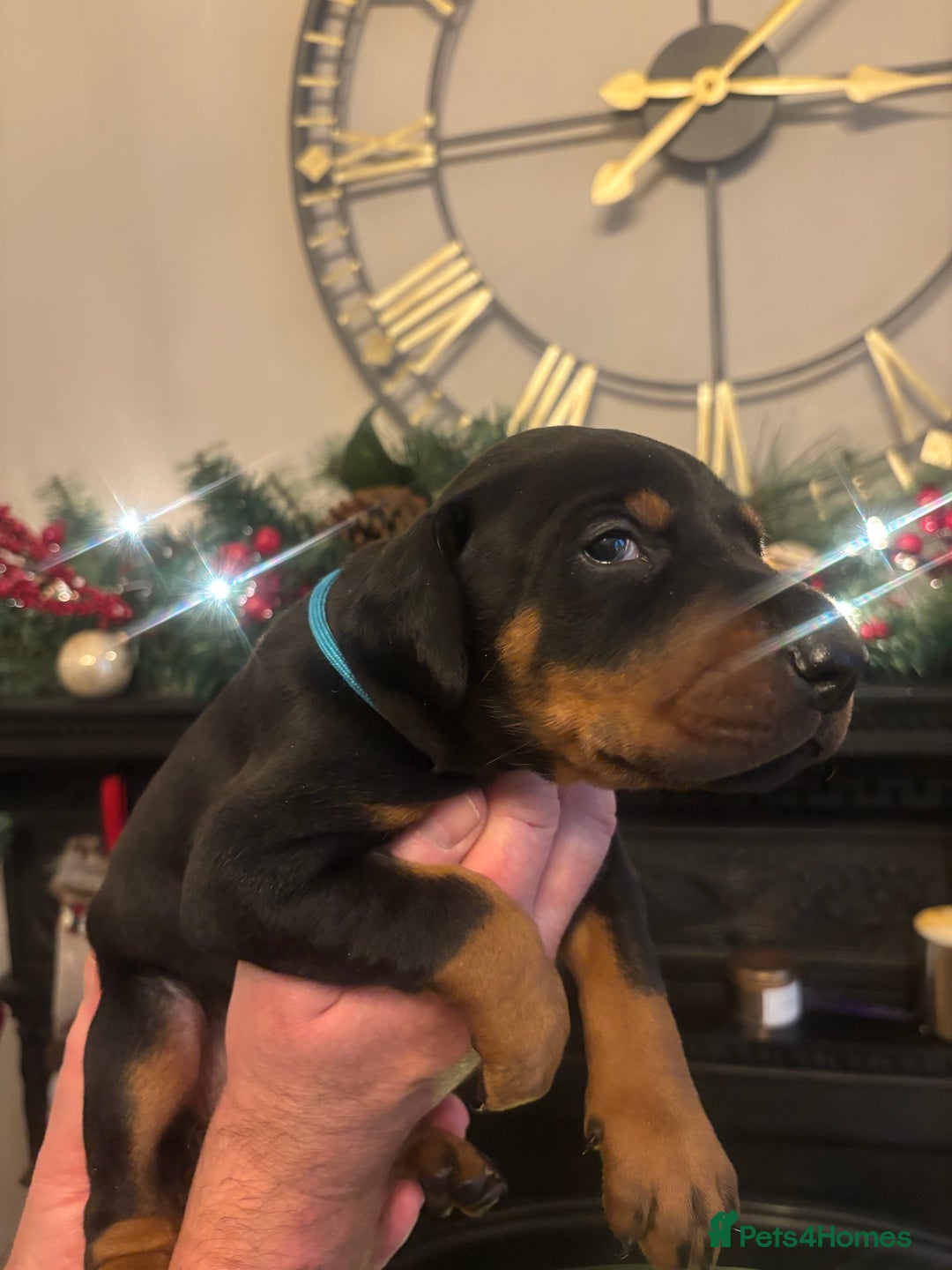 Dobermann dogs for sale: Beautiful chunky Dobermans - Advert 24