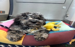 Miniature Poodle dogs for stud: Miniature Merle Poodle STUD  - Image 17