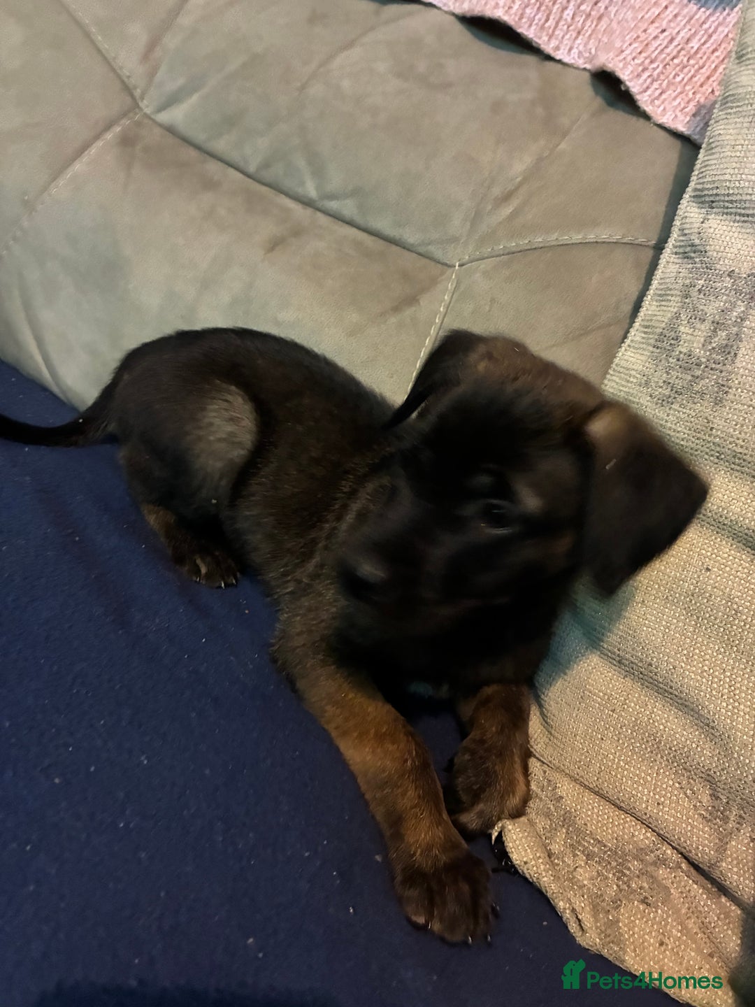 Mixed Breed dogs for sale: Doberman X Malanois  - Image 5