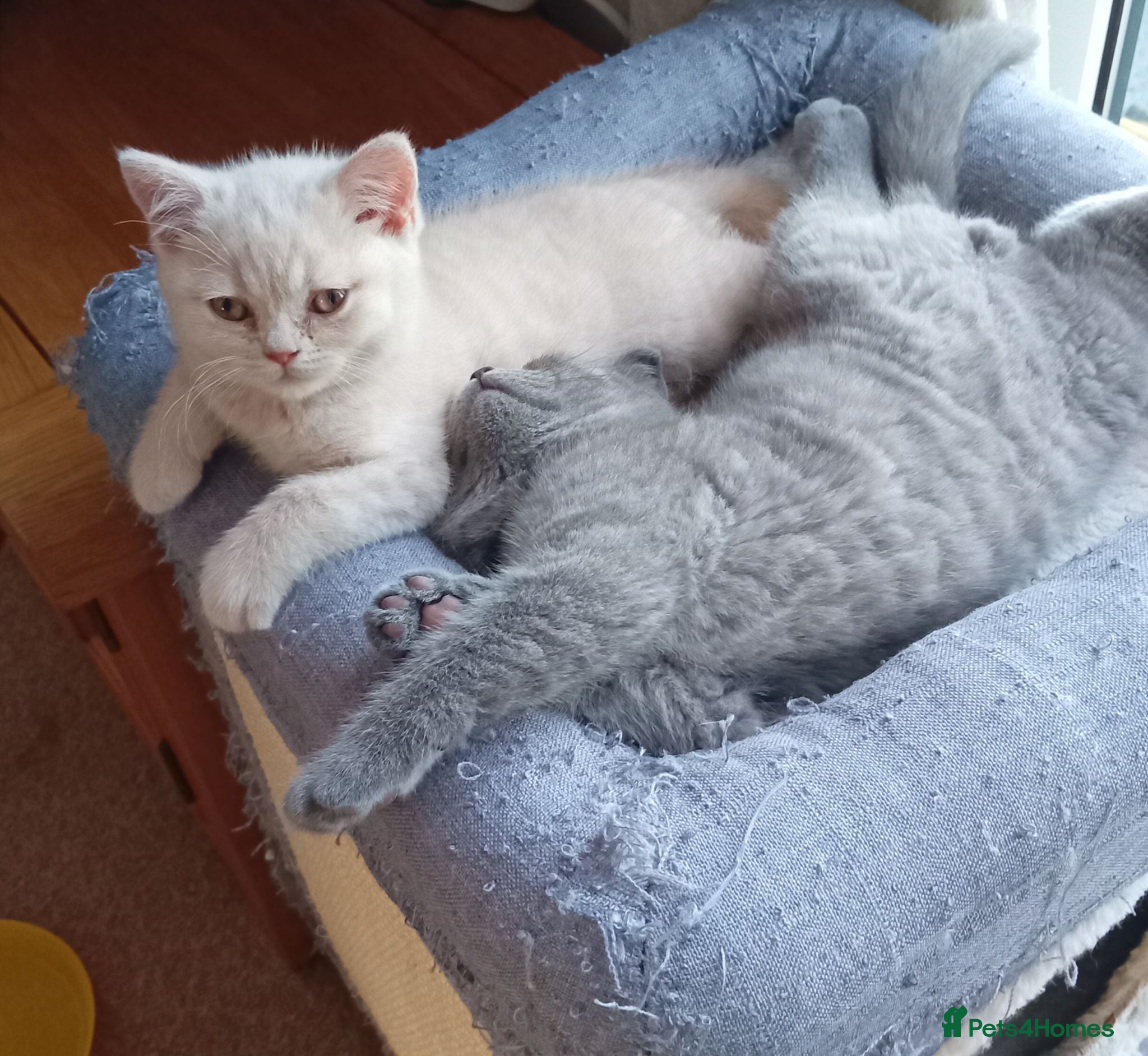 British Shorthair cats Gorgeous British short-hair kittens  - Advert 1