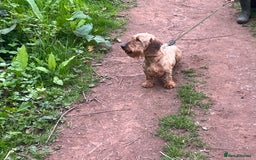Dachshund dogs for sale: Standard Wirehaired Dachshund (Teckel) Pups - Image 2