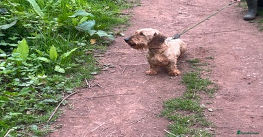Dachshund dogs - Advert 15