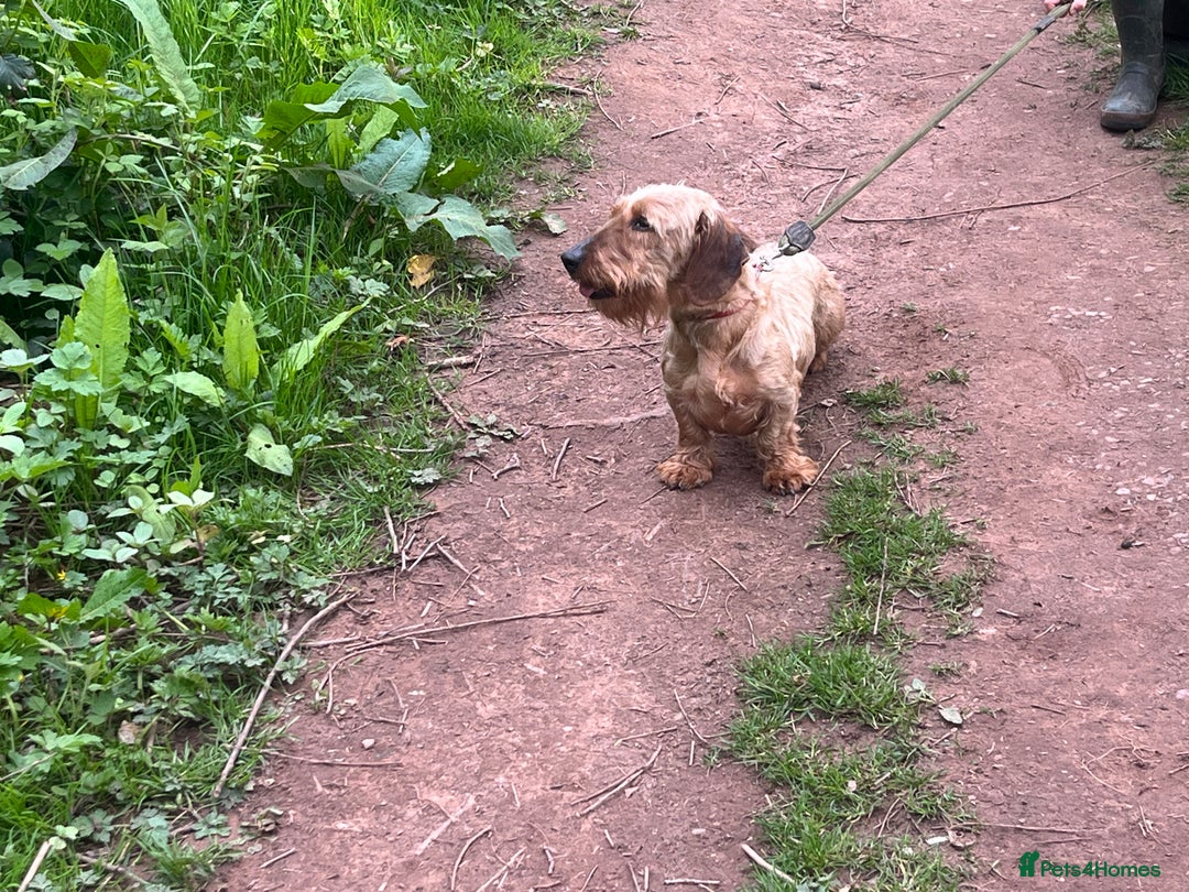 Dachshund dogs for sale: Standard Wirehaired Dachshund (Teckel) Pups - Image 2