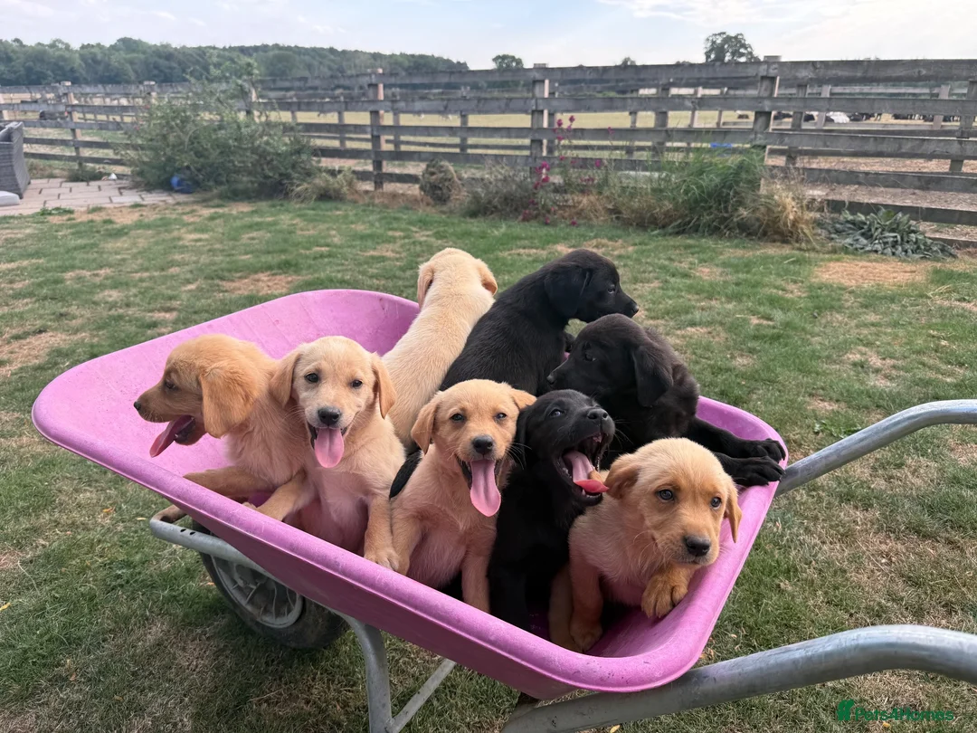 Labrador Retriever dogs for sale: 🖤🧡Fabulous Puppies Looking for a 5⭐️ home  - Advert 1