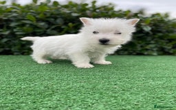 West Highland Terrier dogs for sale: Stunning West Highland puppies - Image 3
