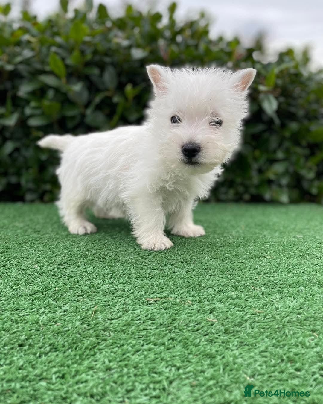West Highland Terrier dogs for sale: Stunning West Highland puppies - Image 3