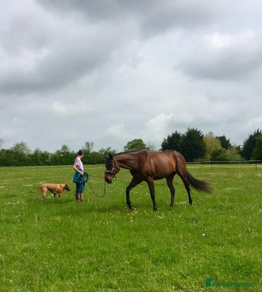 Irish Thoroughbred horses TB Mare For Sale or Longterm Loan - Advert 9