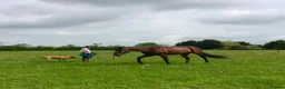 Irish Thoroughbred horses for sale: TB Mare For Sale or Longterm Loan - Advert 1