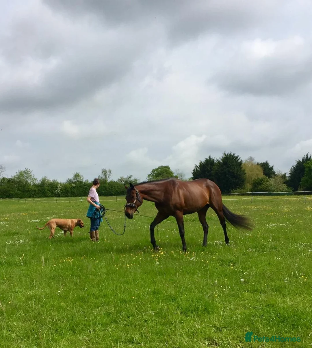 Irish Thoroughbred horses for sale: TB Mare For Sale or Longterm Loan - Advert 1