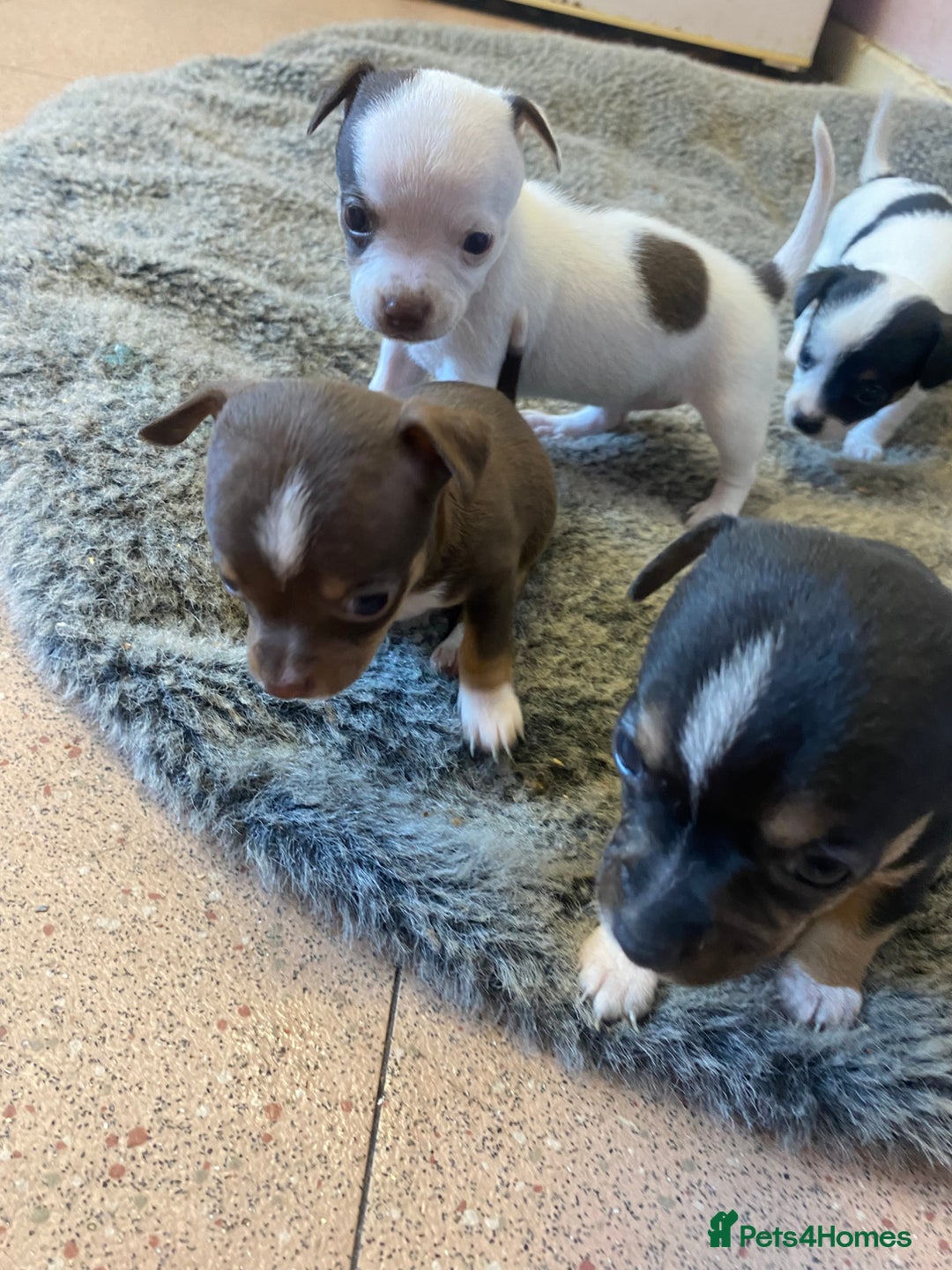 Chihuahua dogs for sale: Last 2 Chihuahua pups - Image 4