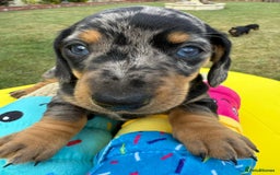 Miniature Dachshund dogs for sale: Miniature daschund puppies - Image 23