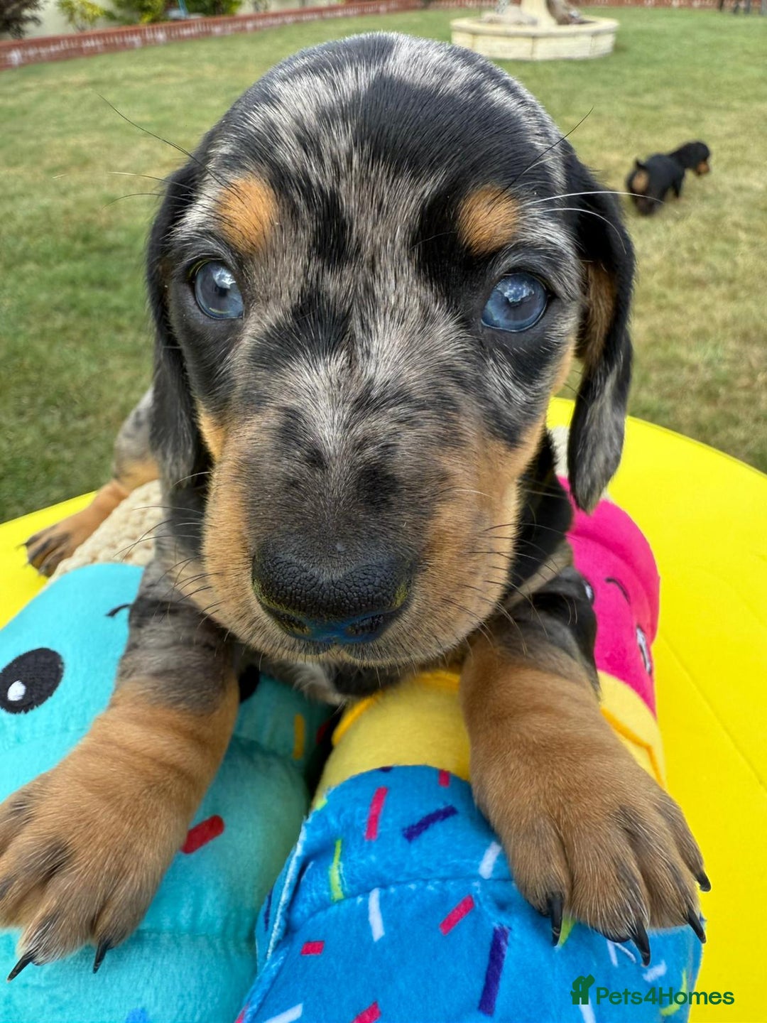 Miniature Dachshund dogs for sale: Miniature daschund puppies - Image 23