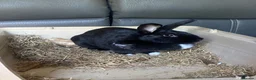 Mixed Breed rabbits for sale: 1 year old female rabbit  in Sidcup - Advert 2
