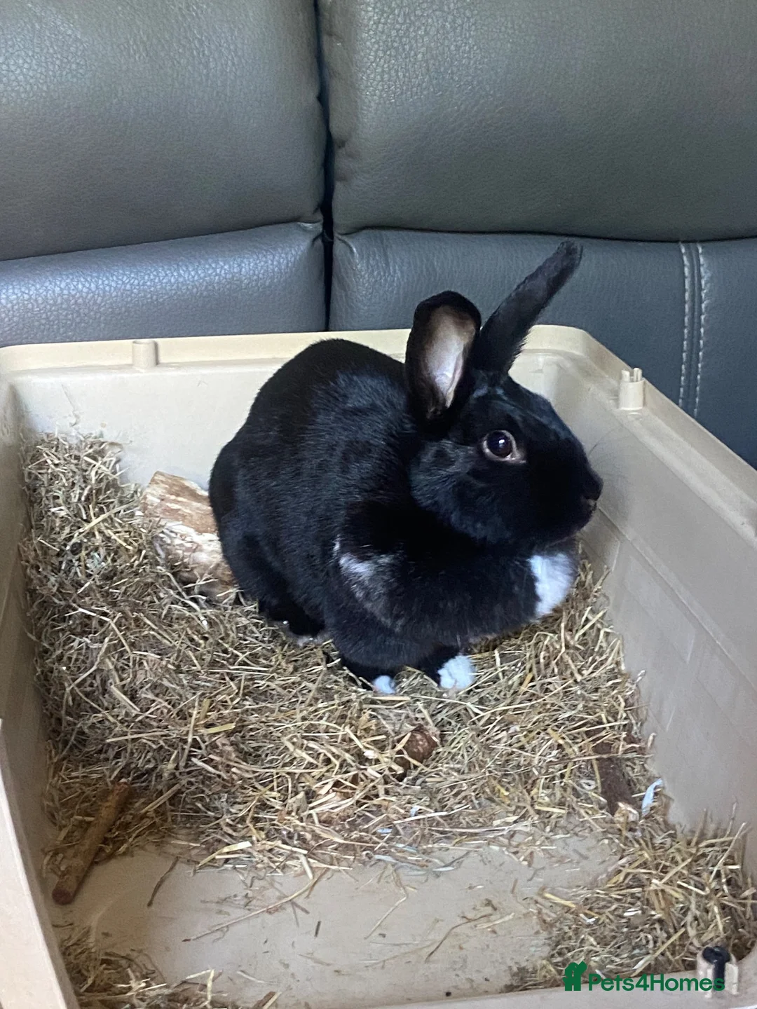 Mixed Breed rabbits for sale: 1 year old female rabbit  in Sidcup - Advert 2