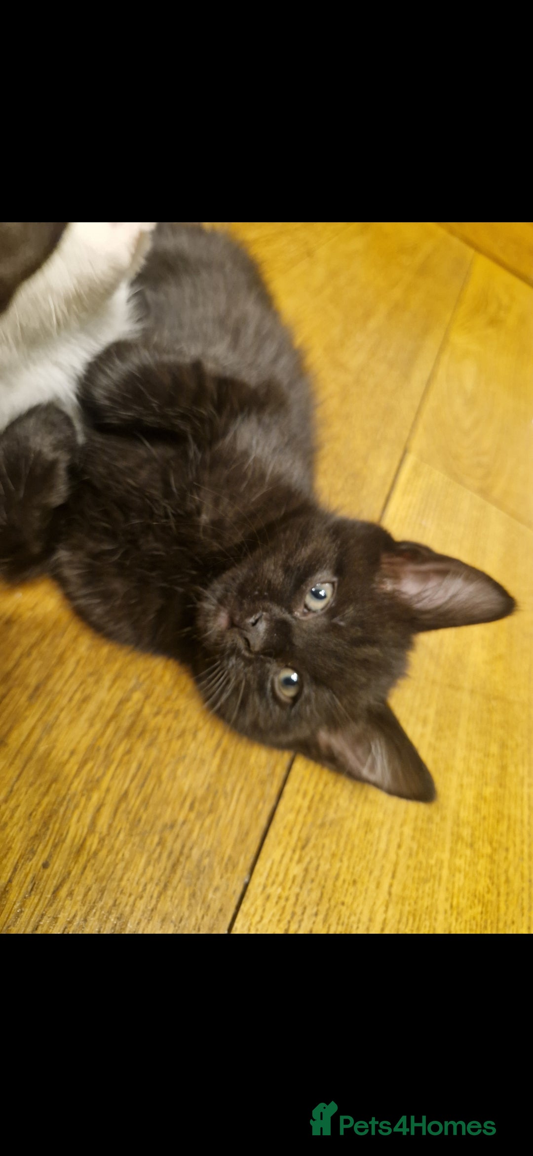 Mixed Breed cats for sale: Turkish angora x Main coon kittens ready now - Advert 13