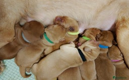 Labrador Retriever dogs for sale: KC Fox Red Labrador Pups *Ready for home 20/12/25* - Image 10
