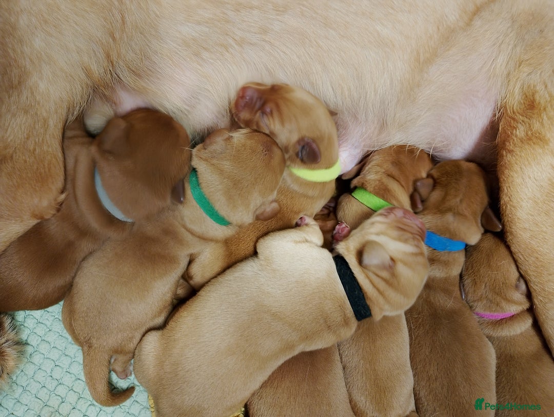 Labrador Retriever dogs for sale: KC Fox Red Labrador Pups *Ready for home 20/12/25* - Image 10